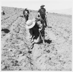Potato planting Papas- chullán