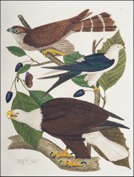 Falco. 1. White-headed Eagle, F. leucocephalus: 2. Swallow tailed Hawk, F. forficatus: 3. Pigeon Hawk, F. columbarius. J. & J. Johnstone. Sc.