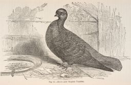 English Tumbler pigeon.