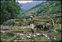 Plowing paddy terraces with water buffalo
