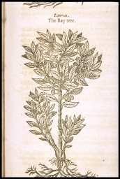 Laurus, the Bay Tree [Laurel] (from Gerard, Herbal)