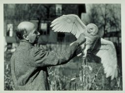 Fuertes with a live Snowy Owl, Nyctea scandiaca, c. 1920.