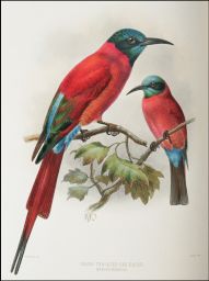 Green-throated Bee-eater: Merops nubicus: J.G. Keulemans lith.: Hanhart imp.