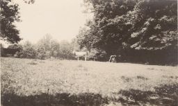 Three cows in field