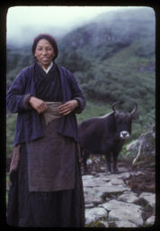 sherpa mahila ra najikai gaii (शेर्पा महिला र नजिकै गाई / Sherpa Woman and Cow Nearby)