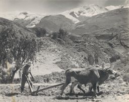 Plowing the land with oxen