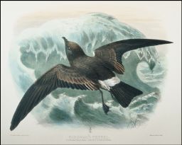 3/4: Ridgway's Petrel.: Oceanodroma cryptoleucura.: J.G. Keulemans del et lith.: Mintern Bros. imp