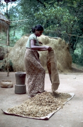 Householder emptying bagged millet for drying