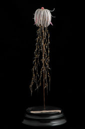 Athorybia rosacea