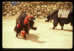 Yak (himali gaii) bhari bokera janako lagi (याक (हिमाली गाई )भारी बोकेर जानको लागि / Yak (Mountain Cow) for Carrying Goods)
