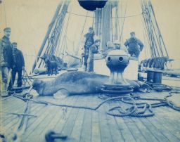 Arctic expedition to Alaska and Siberia, 1895, on board the U.S. Revenue Cutter "Bear", cyanotype