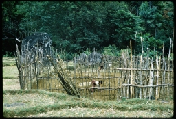Preparing kitchen garden on fallow paddy lands