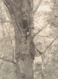 Ivory Billed Woodpecker on a tree
