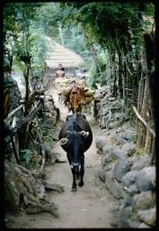 Main village path with tavalam caravan
