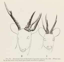 Fig. 75: Abnormal horns of Roebuck.