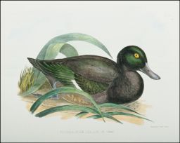 Fuligula Novæ Zealandiæ (Gmel.): C. Hullmandel's Patent Lithonni