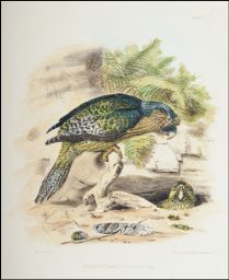Strigops habroptilus: G.R. Gray: Wolf del et lith.: Printed by Hullmandel & Walton
