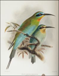 Blue-cheeked Bee-eater.: Merops persicus.: J.G. Keulemans lith.: Hanhart imp.