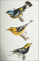 fig. 112 the Spotted Warbler (Sylvicola maculosa). fig. 113 the Blackburnian Warbler (Sylvicola blackburniæ). fig. 114 the Black-throated Green Warbler (Sylvicola virens).J. W. Hill: Lith. of Endicott, New York