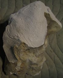 Male naked torso, fragment
