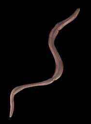 Lineopsella trilineata