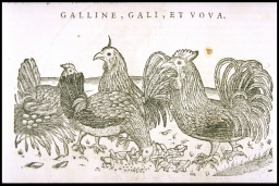 Galline, Gali, et Uova [Hens, Roosters, and Eggs] (from Mattioli, Discourses)