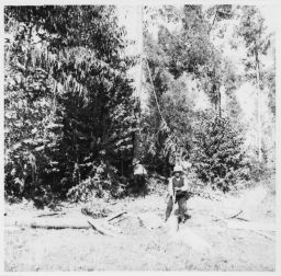 Cutting eucaliptus trees Corte de eucalipto