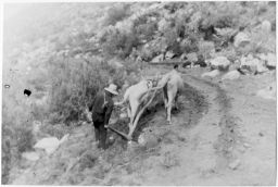 Vicosino plows behind oxen