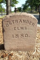 Ostrander Elms and Dedication Stone