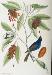 Magnolia Lauri folio, Subtus Albicante.: The Sweet Flowring Bay.: Coccothraustes caeruleus.: The blew Grosbeak.