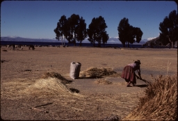 Woman threshing wheat.