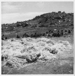 Barley piled in field