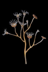 Eudendrium ramosum