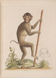 The Pig-tailed Monkey, from the Island of Sumatra, in the Indian Sea.