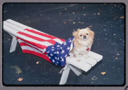 Dog, American Flag