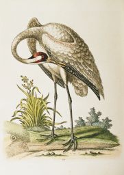 G. Edwards, 1748: the Great white Crane from North America