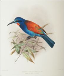 Red-throated Blue Bee-eater: Melittophagus muelleri.: J.G. Keulemans lith.: Hanhart imp.