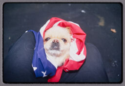 Dog, American Flag
