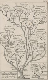 Phylogenetic tree - III. Zoophytes