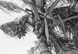 Coconut tree in Evelina Antonetty's yard, Salinas, Puerto Rico