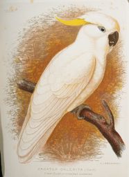 Cacatua galerita (Vieill): Great Sulphur-crested Cockatoo / G. J. Broinowski, vol.3, pl.17.