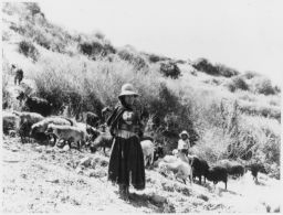Vicosino, child herding sheep