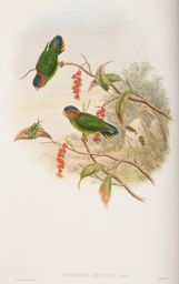 [Beccari's Pygmy Parrot] Nasiterna beccarii, Salvad.: J.Gould & W. Hart del et lith.: Walter, Imp.