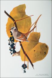 White-crowned Sparrow.: Passeriformes Fringillidae, Zonotrichia leucophrys, 422.