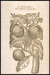 Malus Assyria, the Assyrian Apple Tree [Pomi di Adamo, Adam's Apple] (from Gerard, Herbal)
