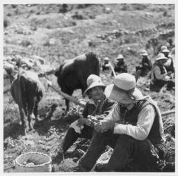Potato harvesters and their animals rest Un descanso en la cocecha de papas