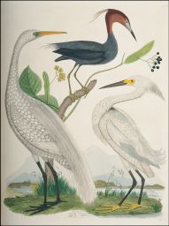 Egretta.: Egrets.: 1. Great Egret. .. E. Leuce.: 2. Snowy Do. .. _. Candidissima.: 3. Blue Do. .. _.Caerulea.: 4. Downy Lime.: S. Milne  Sc.