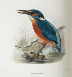 Common Kingfisher: Alcedo ispida: J.G. Keulemans del.: Mintern Bros. imp.