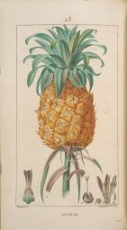 Ananas (pineapple)