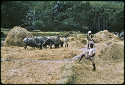 Householders threshing paddy at threshing floor